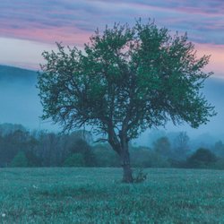 Tree of Life Placenta Services