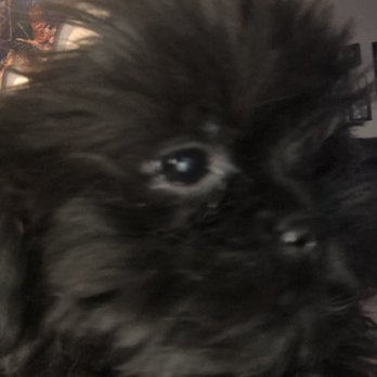 Barb's Precious Pups - Pet Breeders Near Me - Las Vegas, Nevada Barb's Precious Pups - Pet Breeders Near Me - Las Vegas, Nevada