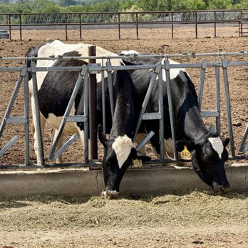 Rocking W Cheese - Fresh milk right from the cows! - Cheese Shops Near Me - Olathe, Colorado Rocking W Cheese - Fresh milk right from the cows! - Cheese Shops Near Me - Olathe, Colorado