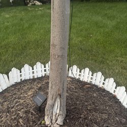 TruGreen Lawn Care - Dying trees