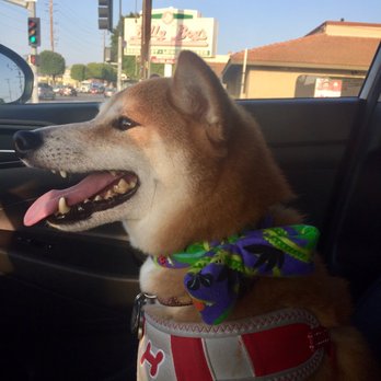 Muddy Paws OC - My Kenji after the groomers. - Pet Groomers Near Me - Orange, California Muddy Paws OC - My Kenji after the groomers. - Pet Groomers Near Me - Orange, California