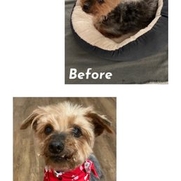Wolfe before and after his haircut