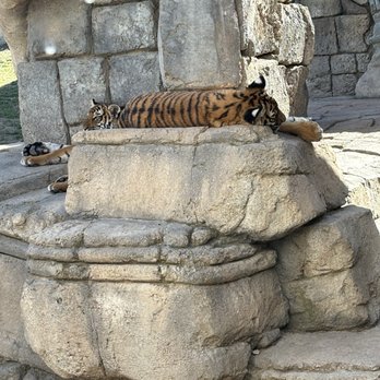 Tulsa Zoo - Sleeping tiger - Zoos Near Me - Tulsa, Oklahoma Tulsa Zoo - Sleeping tiger - Zoos Near Me - Tulsa, Oklahoma