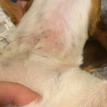 Natural Dog Company - After 3 days of using skin soother once a day (the brown spots are just her skin color) - Pet Stores Near Me - Marble Falls, Texas Natural Dog Company - After 3 days of using skin soother once a day (the brown spots are just her skin color) - Pet Stores Near Me - Marble Falls, Texas