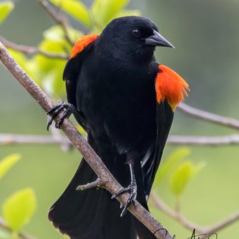Wapato Park - Red-Winged Blackbird - Parks Near Me - Tacoma, Washington