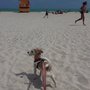 Photo of Pampered Pet Sitting of Scottsdale
