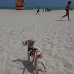 Pampered Pet Sitting of Scottsdale - Scout