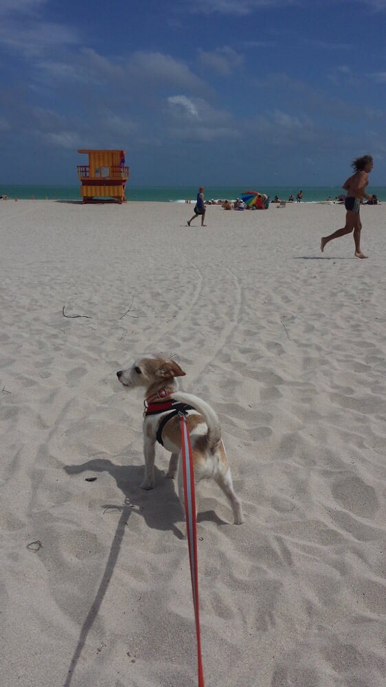 Pampered Pet Sitting of Scottsdale - pet boarding facility in Scottsdale, AZ
