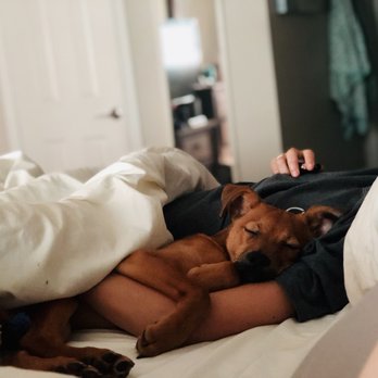 PoochMatch - Pet Adoption Near Me