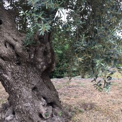 Gelsomino Dell'etna - 100+ year old olive tree!