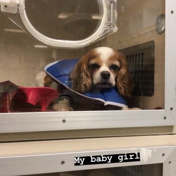 SAGE Veterinary Centers - Campbell - Visiting Missy in the O2 tank - Veterinarians Near Me - Campbell, California SAGE Veterinary Centers - Campbell - Visiting Missy in the O2 tank - Veterinarians Near Me - Campbell, California