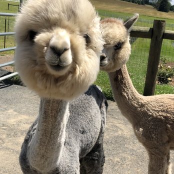 Bluebird Farm Alpacas - Attraction Farms Near Me - Peapack, New Jersey Bluebird Farm Alpacas - Attraction Farms Near Me - Peapack, New Jersey