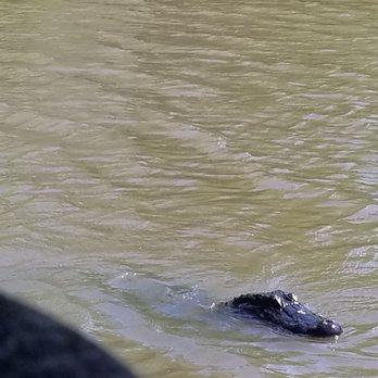Ultimate Swamp Adventures - Tours Near Me - Westwego, Louisiana Ultimate Swamp Adventures - Tours Near Me - Westwego, Louisiana