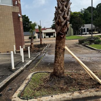 Carr’S Tree Removal & Landscaping - Planting 8 foot palm trees - Landscaping Near Me Carr’S Tree Removal & Landscaping - Planting 8 foot palm trees - Landscaping Near Me