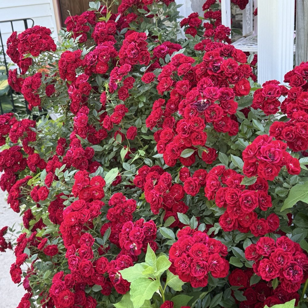 Clocktower Psychological Associates - My lovely roses. - Counseling & Mental Health Near Me - Lake Zurich, Illinois Clocktower Psychological Associates - My lovely roses. - Counseling & Mental Health Near Me - Lake Zurich, Illinois
