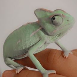 Rango my chameleon
