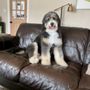 Photo of Three Amigos Pet Salon