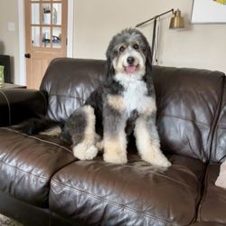 Three Amigos Pet Salon - Sooo clean, soft, and fluffy. Aris is the best. Have trusted her with our bernedoodle since her first groom.