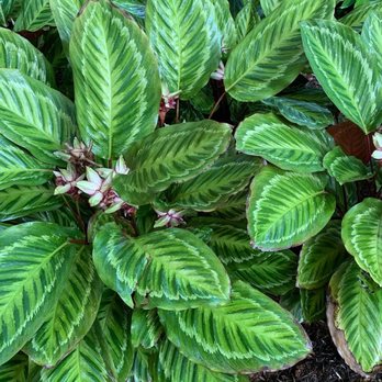 Deerfield Beach Arboretum - Calatheas just chilling in the arboretum - Botanical Gardens Near Me - Deerfield Beach, Florida Deerfield Beach Arboretum - Calatheas just chilling in the arboretum - Botanical Gardens Near Me - Deerfield Beach, Florida