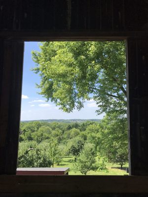 Weston's Antique Apples by null