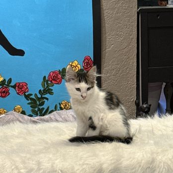 Chico Cat Cafe - Pet Adoption Near Me - Chico, California