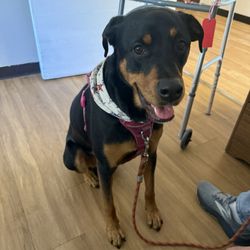 American K9 Country - Elsa dog