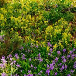 Salt of the Earth Landscaping - Sloped hill in the Spring!