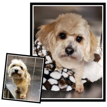 Tail Waggers Pet Salon - Pet Groomers Near Me - Wilmington, Delaware Tail Waggers Pet Salon - Pet Groomers Near Me - Wilmington, Delaware