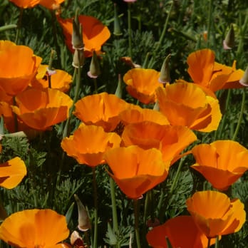 Preston Farm and Winery - Poppies always remind me of home and my father. - Wine Tours Near Me - Healdsburg, California Preston Farm and Winery - Poppies always remind me of home and my father. - Wine Tours Near Me - Healdsburg, California