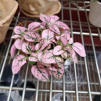 Plant Connection SF - Nurseries & Gardening Near Me - San Francisco, California Plant Connection SF - Nurseries & Gardening Near Me - San Francisco, California