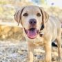 Photo of Dog Days Inn Boarding & Training