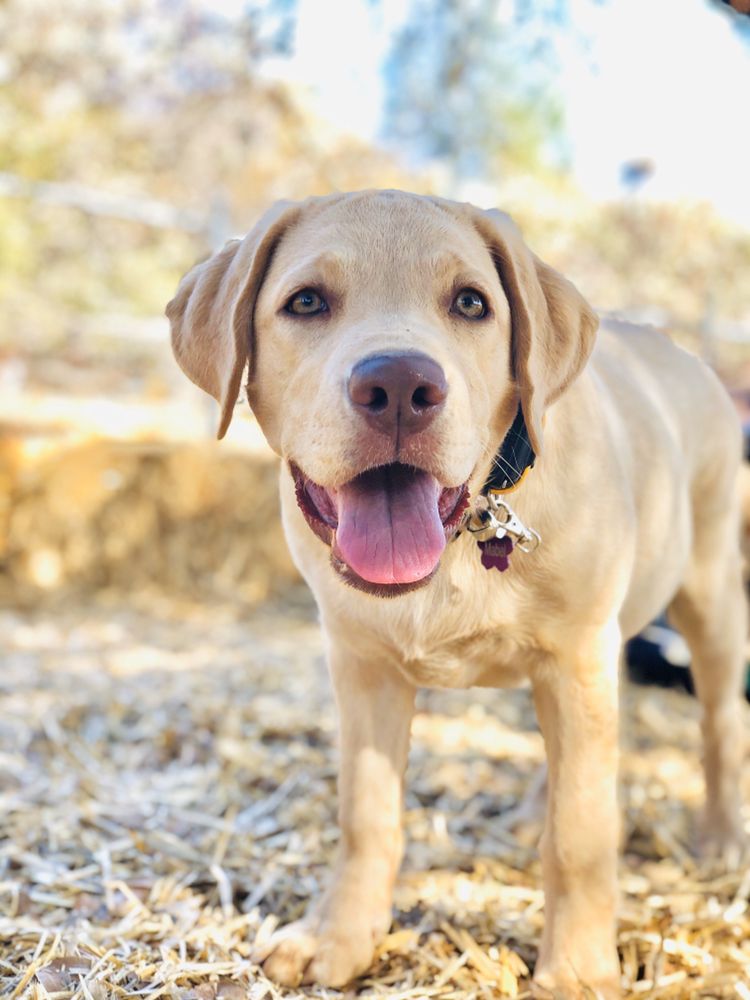 Dog Days Inn Boarding & Training - pet boarding facility in Sacramento, CA