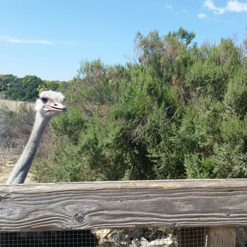 Ostrichland USA - Attraction Farms Near Me - Solvang, California Ostrichland USA - Attraction Farms Near Me - Solvang, California