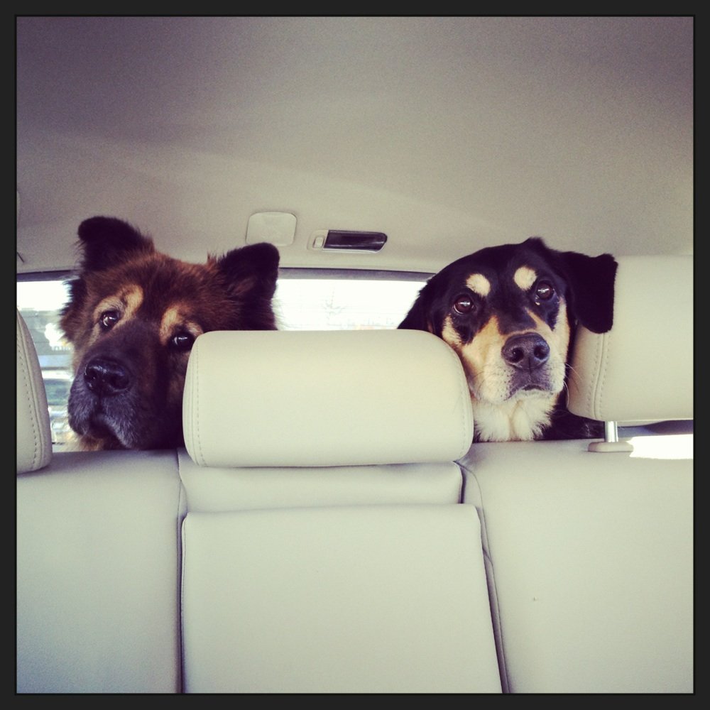 On the way home. Sad they couldn't stay all day! On the way home. Sad they couldn't stay all day!