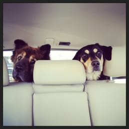 On the way home. Sad they couldn't stay all day! On the way home. Sad they couldn't stay all day!