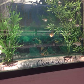 Concord Aquarium - Beautiful selection of freshwater fishes. - Local Fish Stores Near Me - Concord, California