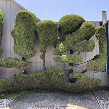 DeGorio Landcaping - a row of topiary trees - Landscaping Near Me - Aptos, California DeGorio Landcaping - a row of topiary trees - Landscaping Near Me - Aptos, California