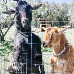 Five Fields Flower Farm - Two of their goats on the property