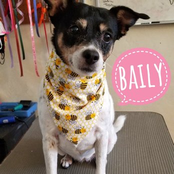 Christina's Dog Grooming - Pet Groomers Near Me - Monrovia, California Christina's Dog Grooming - Pet Groomers Near Me - Monrovia, California