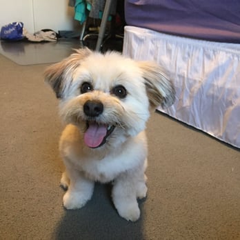 First-Col Pet Salon - Teddy after his haircut, happy as always :D - Pet Stores Near Me - Arcadia, California First-Col Pet Salon - Teddy after his haircut, happy as always :D - Pet Stores Near Me - Arcadia, California