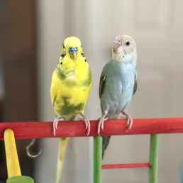 We purchased a hand fed parakeet. She is the perfect mate for our Ricki. She is so sweet. We purchased a hand fed parakeet. She is the perfect mate for our Ricki. She is so sweet.