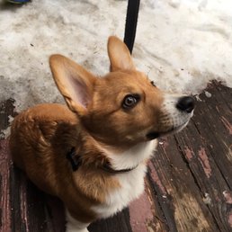 Twinkie enjoying the snow!