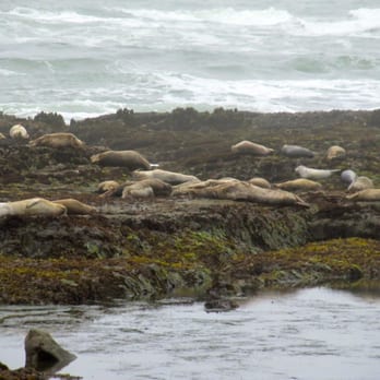 Fitzgerald Marine Reserve - Seals - Parks Near Me - Moss Beach, California Fitzgerald Marine Reserve - Seals - Parks Near Me - Moss Beach, California