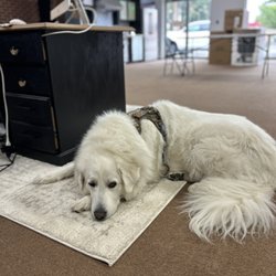 Local Motive Appliance - Head of Quality Control. Naps are part of the job.