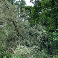 Pound Ridge Nursery & Garden Center - Poorly planted Willow in New Canaan
