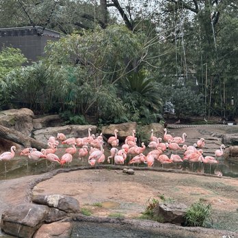 Houston Zoo - Zoos Near Me - Houston, Texas Houston Zoo - Zoos Near Me - Houston, Texas