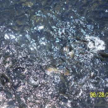 Fillmore Fish Hatchery - Feeding Frenzy - Wildlife Control Near Me - Fillmore, California Fillmore Fish Hatchery - Feeding Frenzy - Wildlife Control Near Me - Fillmore, California