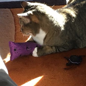Jen's Pet Sitting - Our elderly cat plays like a kitten with Jen's homemade toys - Pet Sitting Near Me