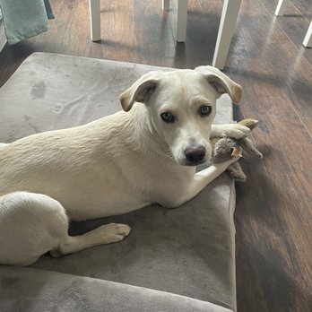 Karma Dog Training - Pet Training Near Me - San Diego, California Karma Dog Training - Pet Training Near Me - San Diego, California