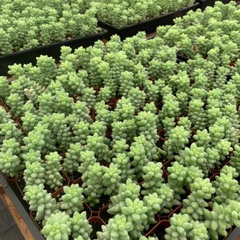 Vista Succulents - Nurseries & Gardening Near Me - Vista, California Vista Succulents - Nurseries & Gardening Near Me - Vista, California